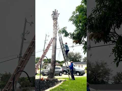 , title : 'Jaw-Dropping Feat: 73-Year-Old Takes On 23-Foot Queen Palm Tree With Chainsaw Climb'