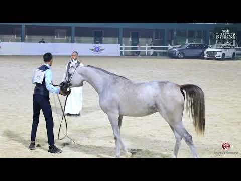 N 86 AL MASAH ALBIDAYER   16th Makkah International A H  Championship 2025   Fillies 2 Years Old   S