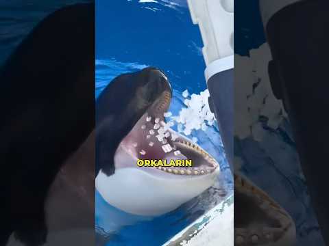 ORCALAR NEDEN BUZ YİYOR?