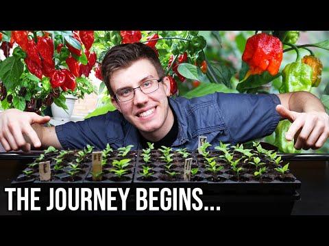 Starting Superhot Peppers Indoors