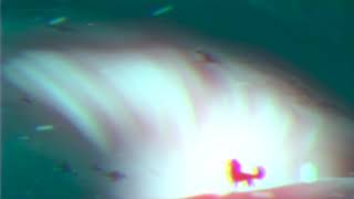 We Will Commit Wolf Murder - Balto