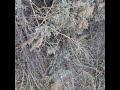 Big sage brush, Artemisia tridentata. Ridgeway, Colorado, USA,