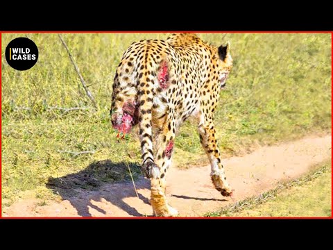 Moments Leopards Get Injured While Picking The Wrong Prey, What Happens Next? | Animal Fights