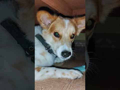 😆#bittu #varshitha #shortsvideo #animals #viral #ytshorts #varshitha229 #trending #funny #love