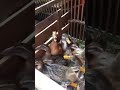 Laughing Duck With 1 5x Speed Duck Memes Laugh Shorts Short Shortvideo