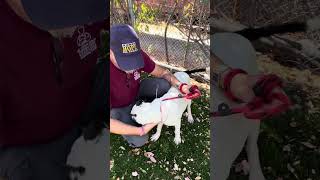 Video preview image #1 Mutt Puppy For Sale in Pasadena, CA, USA