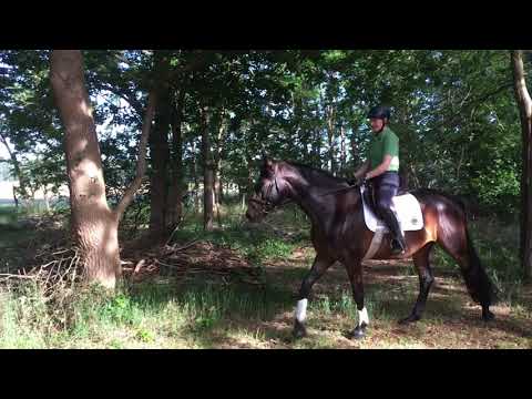Orelio, Trakehner von Schwarzgold