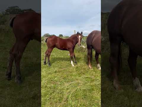 Purebred Irish Draught Team - Image 2