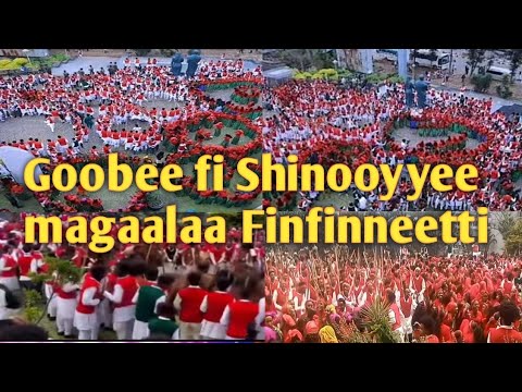 New_Oromoo_music_Goobee2025 || ጎቤ እና ሽኖዬ|| Ayyana Goobee fi Shinooyyee Magaala Finfineeti