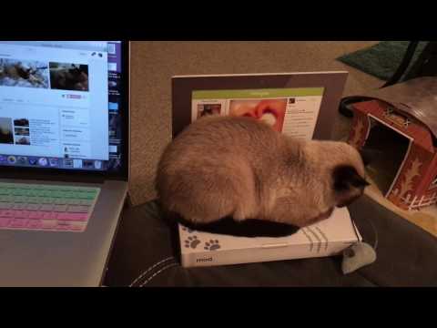 Now My Cat Will Stop Pestering me on my Laptop! Laptop Cat Toy!
