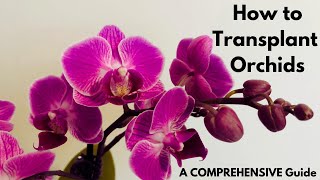 Step-By-Step Orchid Re-Potting Guide (Orchid Transplanting Tutorial)