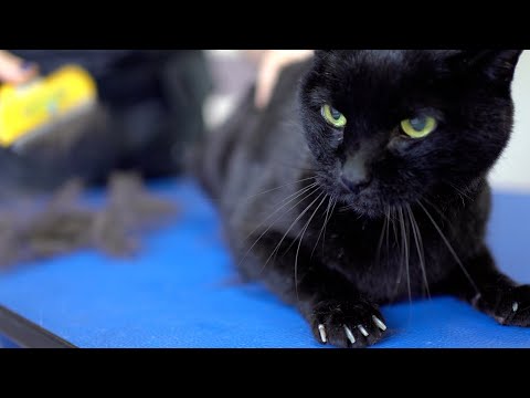 A yellow-eyed black cat with a beautiful voice. Don't be afraid! ????????✂️❤️