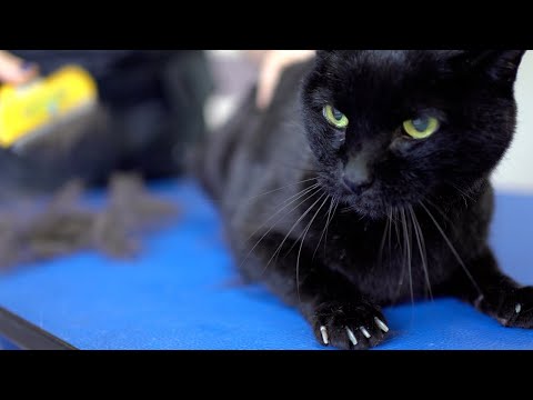A yellow-eyed black cat with a beautiful voice. Don't be afraid! 😻🛁✂️❤️