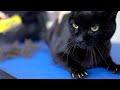 A Yellow Eyed Black Cat With A Beautiful Voice Don T Be Afraid ️ ️