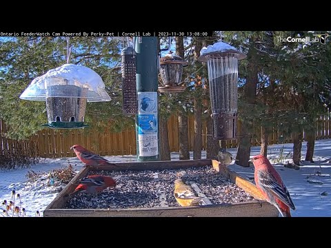 Colorful Pine And Evening Grosbeaks Enjoy A Sunny Scene In Ontario – Nov. 30, 2023