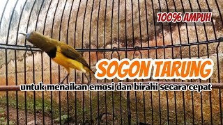 Download lagu PANCINGAN SOGON UNTUK MENAIKAN BIRAHI DAN EMOSI PALING EFEKTIF #sogon #sogonmania #sogongacor  mp3