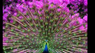 The Sundays- Blood on my hands