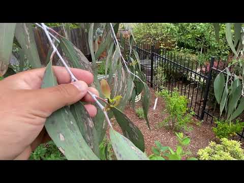 Three Snow gums in the Pacific Northwest