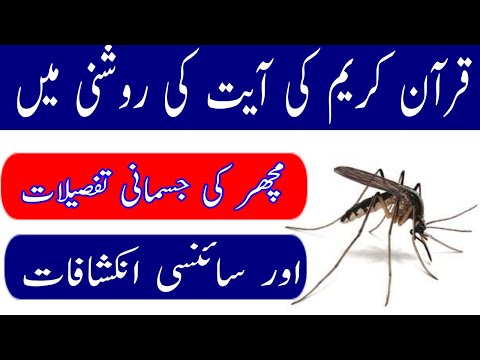 Machar ki jismani tafseelat Quran kreem ki roshni mein | Physical description of the mosquito