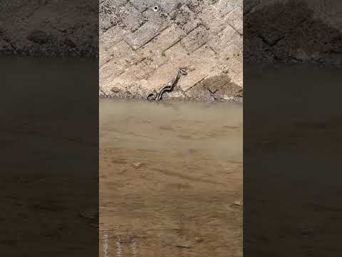 ヘビに対して漂白剤を使用する:「はい」または「いいえ」?  庭園