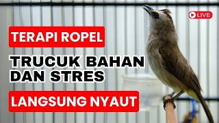 Download lagu 🔴 TRUCUKAN GACOR FULL ROPEL PANJANG! AMPUH BUAT PANCINGAN / MASTERAN TRUCUK BAHAN NYAUT GACOR mp3