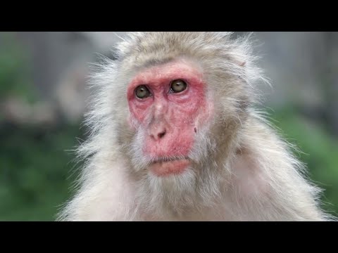 youtube-動物記事1970/01/01 09:00:00