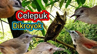 Download lagu Celepuk Dikroyok Burung Pinggiran Karena Dekat Dengan Sarang Burung Pelanduk Semak (Suara Pikat) mp3 Download lagu Celepuk Dikroyok Burung Pinggiran Karena Dekat Dengan Sarang Burung Pelanduk Semak (Suara Pikat) mp3