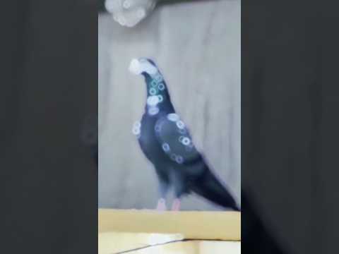 hi quality China teddy kabootar aasmani king 🕊️😈|| attitude Teddy video #shortvideo #pigeonlaver