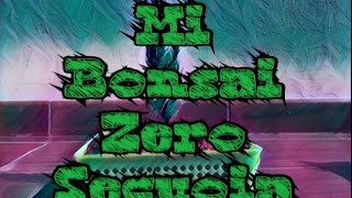 🌲Sequoia gigante de la escuela