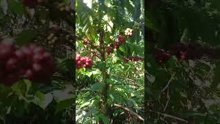 Download lagu panen kopi karena sudah bnyak yg masak. hasil tumpang sari sawit dan kopi #sawit #lahan mp3