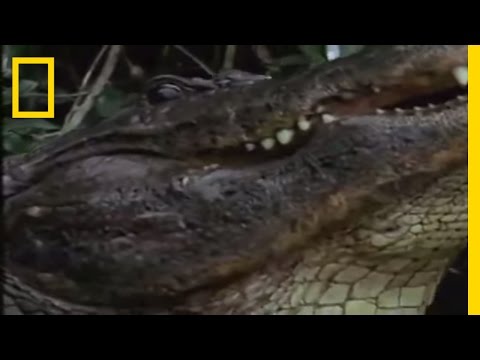 Gator Water Dance | National Geographic