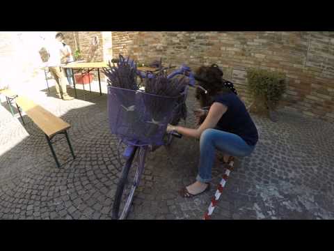 lavandaso 2017  a Monte Vidon Combatte (Fermo)