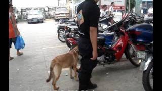 preview picture of video 'MANALO K9 Units on Duty (VINTAGE VIDEO)'