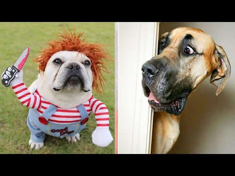 funny cat and dog videos try not to laugh😂funny cat and dog voice🔥funny cat shorts and dog tiktok