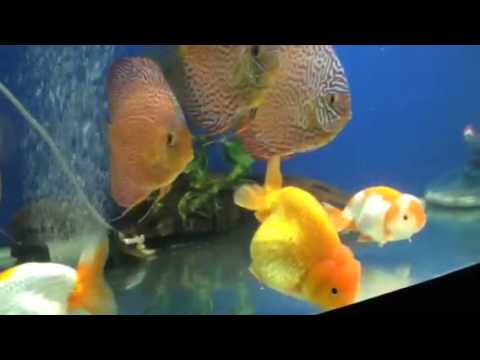 Discus & Goldfish Com Tank