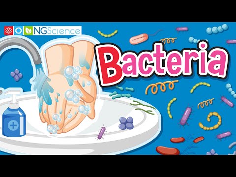 Bacteria