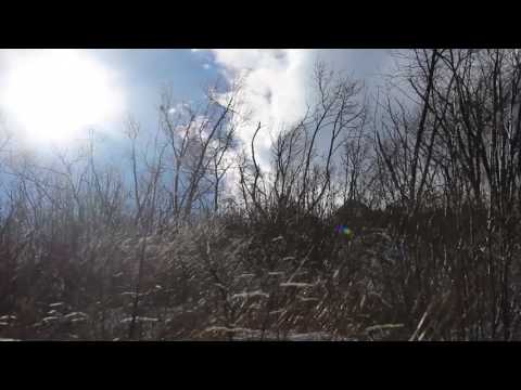 Strong Howling Wind Sound 8 Hours / Swaying Trees in The Wind