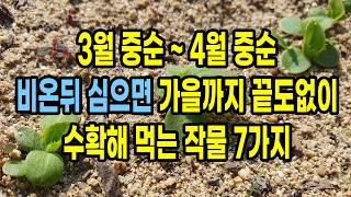 3월 중순 ~ 4월 중순 비온뒤 심으면 가을까지 끝도없이 수확해 먹는 작물 7가지