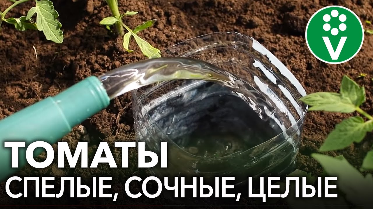 Не погубите томаты! Всё о поливе и профилактике заболеваний в теплице