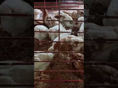 , title : 'Farm bred Certified F1 H&N Brown Nick Cockerels and Pullets at 5-weeks old'