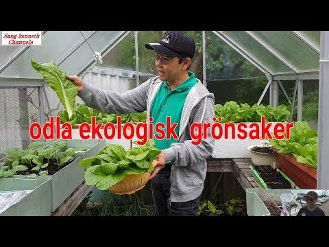 odla egen ekologisk  grönsaker i växthuset