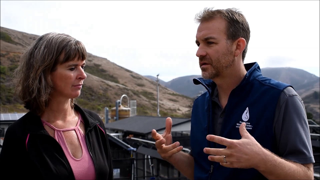 The Sea Otter Rehab Program at The Marine Mammal Center