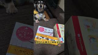 れおんくんも食べたいのかな？🤤❤ #愛犬 #ダックス