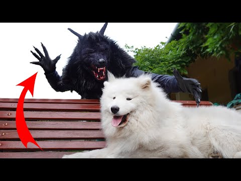 How to make SCARY WEREWOLF HALLOWEEN Costume