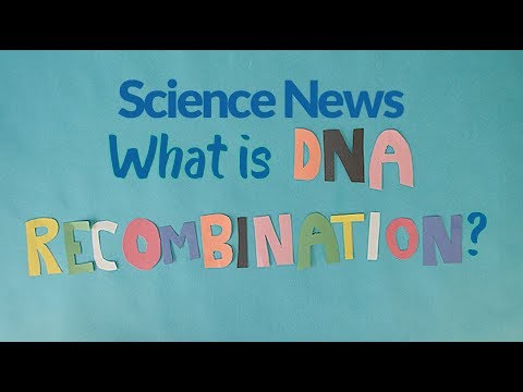 What is DNA recombination? | Science News
