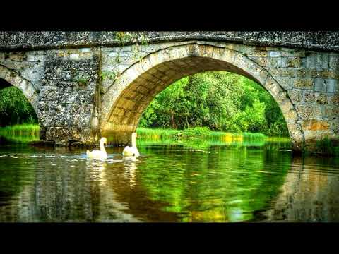 Nedžad Salković   Diko moja, slatka nevjero Labud plovi