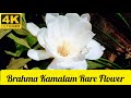 4k brahma kamalam பிரம்மக் கமலம் rare flower ஆண்டுக்கு ஒருமுறை மட்டுமே பூக்கும்