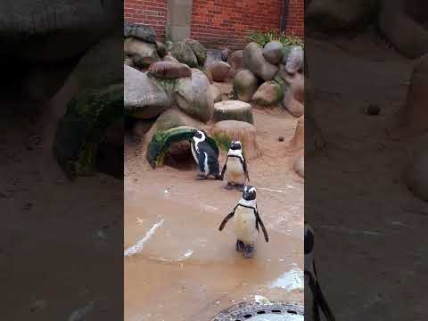 Brillenpinguine, Wilhelma