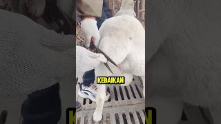 Download lagu kenapa mereka memotong ekor domba βοΈπ€― mp3 Download lagu kenapa mereka memotong ekor domba βοΈπ€― mp3