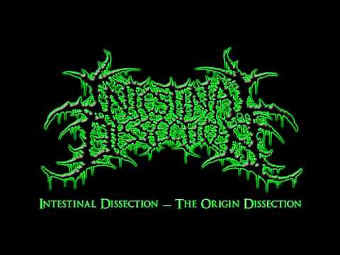 Intestinal Dissection   The Origin Dissection